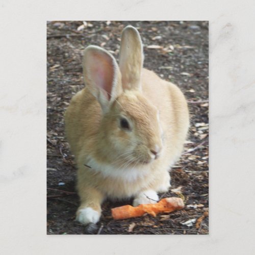 Bunny Postcard