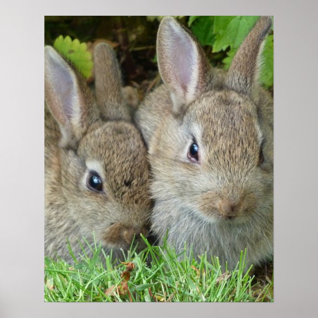 Bunny Poster (Front)