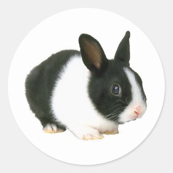 Bunny Rabbit Black & White Classic Round Sticker by walkandbark at Zazzle