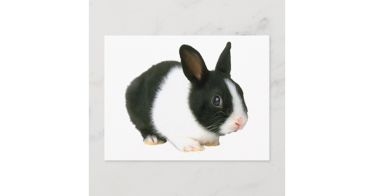 dwarf rabbit black and white