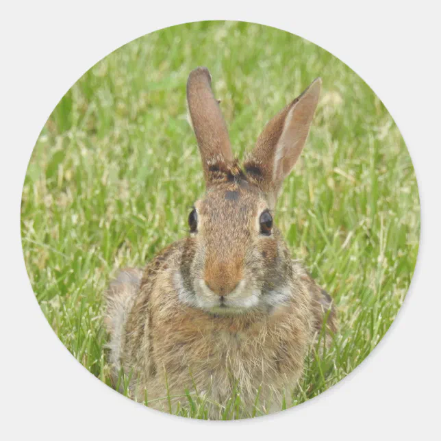 Bunny Rabbit Classic Round Sticker | Zazzle