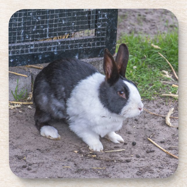 Bunny rabbit hard plastic coasters (Front)