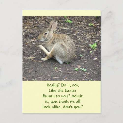 BUNNY RABBIT HUMOROUS POSTCARD