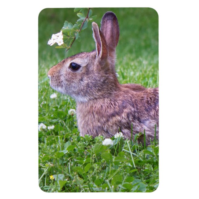 Bunny Rabbit in Grass Animal Photography Magnet (Vertical)