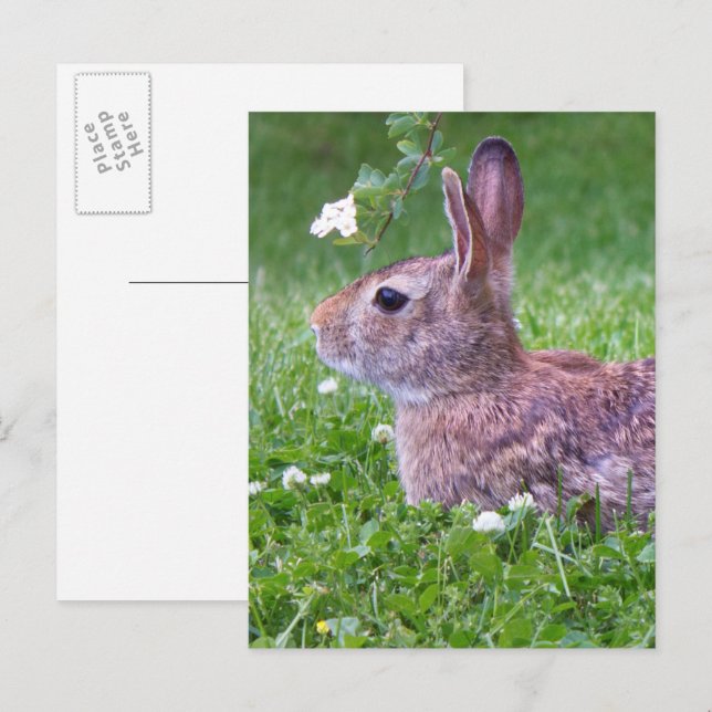 Bunny Rabbit in Grass Animal Photography Postcard (Front/Back)