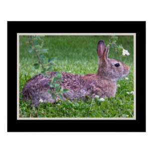 Bunny Rabbit in Grass Animal Photography Poster