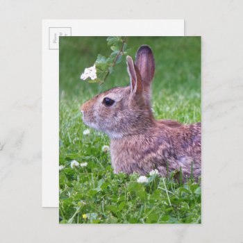 Bunny Rabbit In Grass Spring Animal Photography Postcard by Annyway at Zazzle