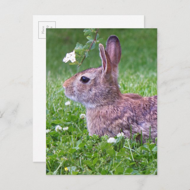 Bunny Rabbit in Grass Spring Animal Photography Postcard (Front/Back)