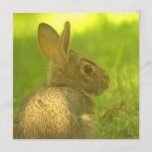 Bunny Rabbit  Invitations