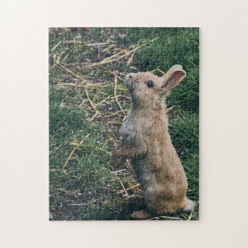 Bunny Rabbit Jigsaw Puzzle