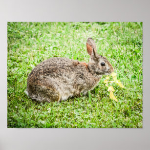 Bunny Rabbit Nature Animals Poster