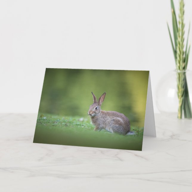 Bunny Rabbit Nature Photo Card (Front)