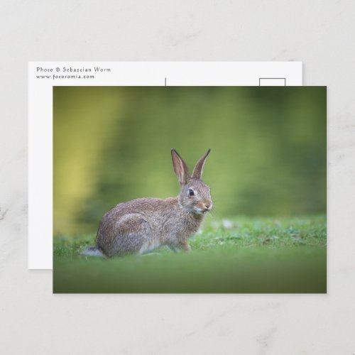 Bunny Rabbit Nature Photo Postcard