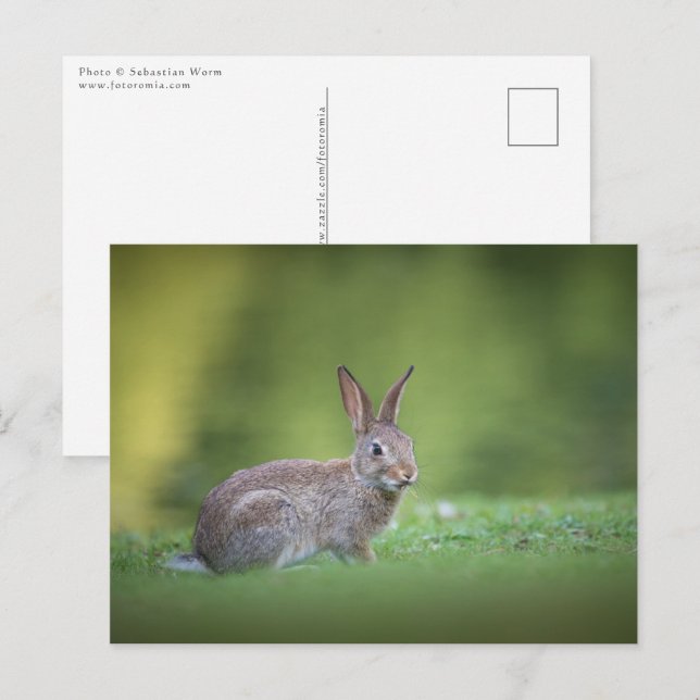 Bunny Rabbit Nature Photo Postcard (Front/Back)