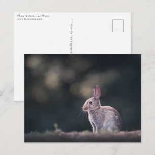 Bunny Rabbit Nature Photo Postcard