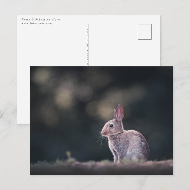 Bunny Rabbit Nature Photo Postcard (Front/Back)