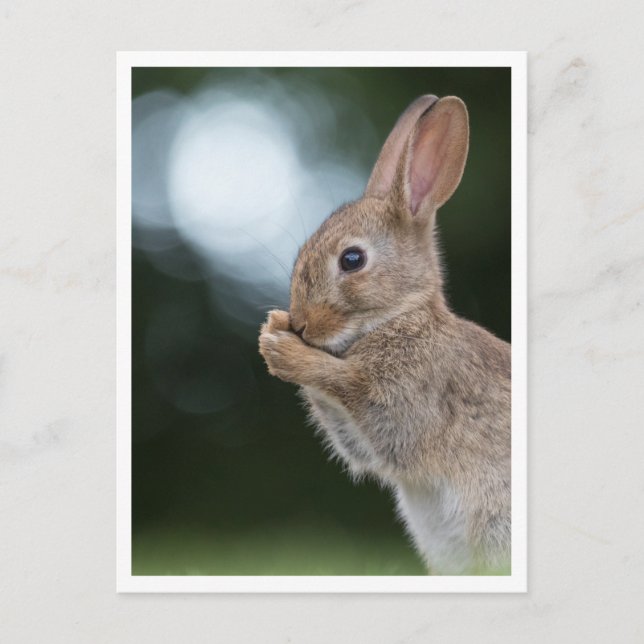 Bunny Rabbit Nature Photo Postcard (Front)