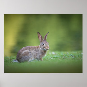 Bunny Rabbit Nature Photo Poster