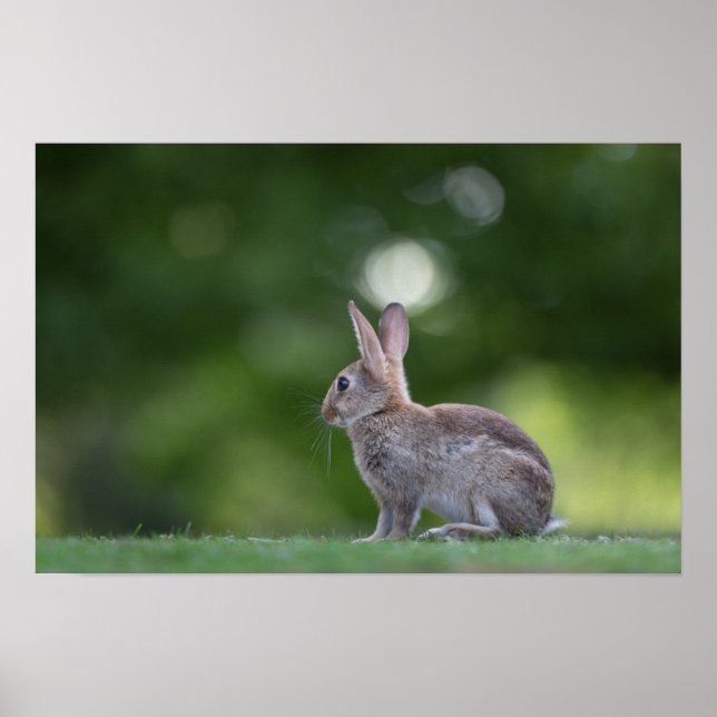 Bunny Rabbit Nature Photo Poster (Front)