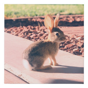 bunny rabbit photo Easter spring Faux Canvas Print