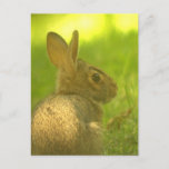 Bunny Rabbit  Postcard