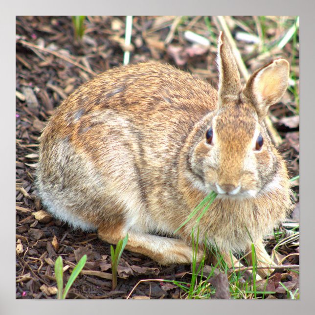 Bunny Rabbit Poster (Front)