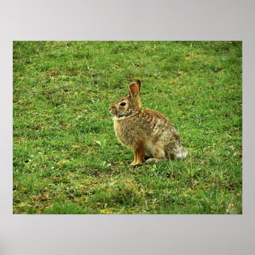 Bunny Rabbit Poster  Print