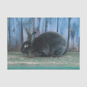Bunny Rabbit Rustic Teal Blue Green Country Farm Tissue Paper