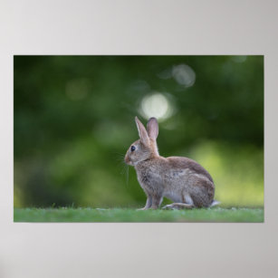 Bunny Rabbit Wildlife Photo Poster