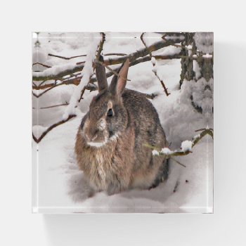 Bunny Seeking Shelter Glass Paperweight by Bebops at Zazzle