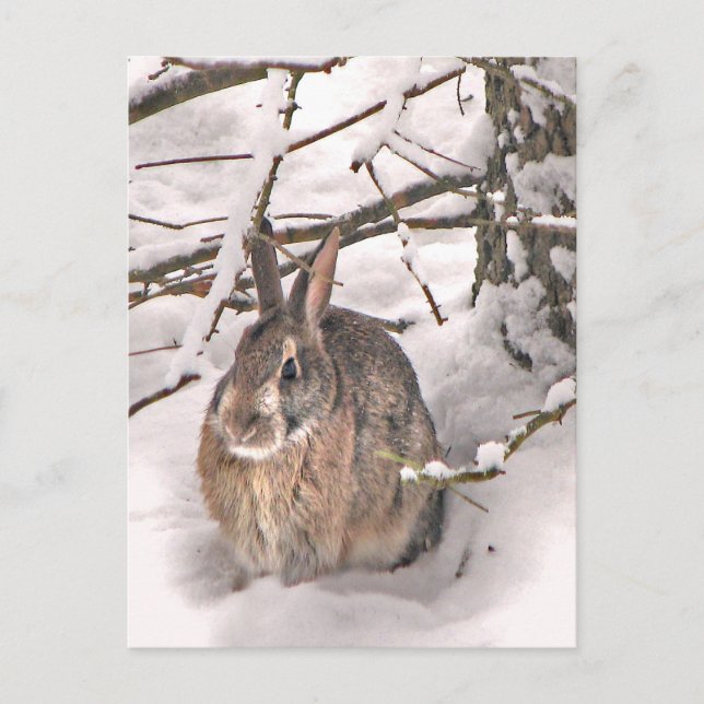 Bunny Seeking Shelter Postcard (Front)