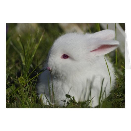 Bunny Sniffing Flower Cards (Front Horizontal)