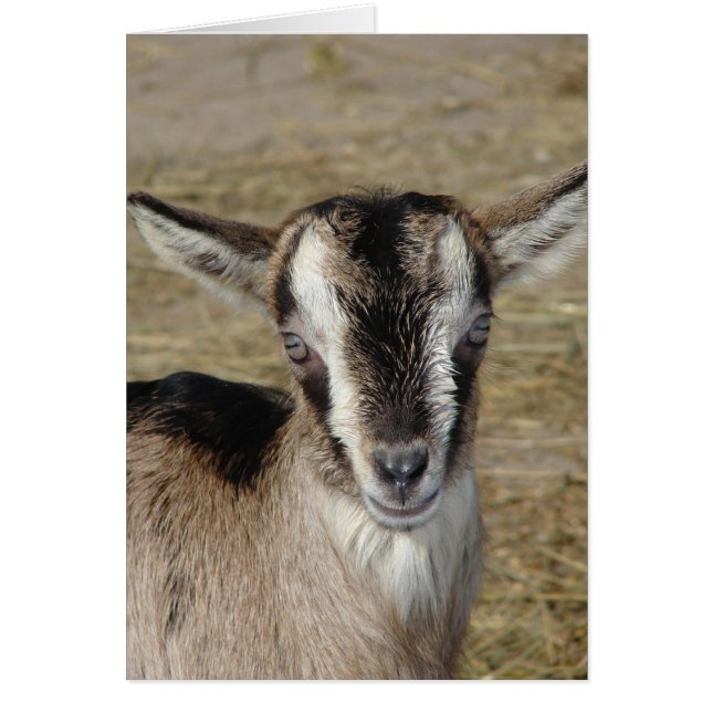 Bunny The Goat Cards (Front)