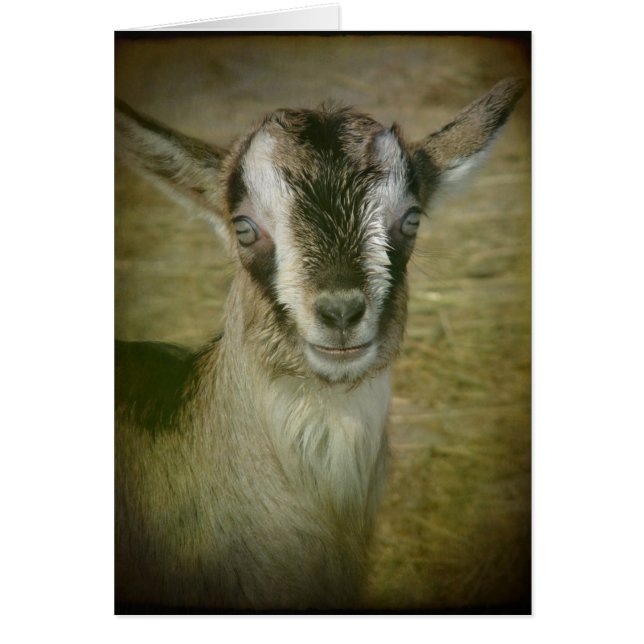 Bunny the Goat Cards (Front)