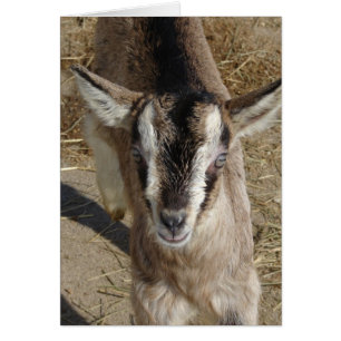 Bunny The Goat Cards