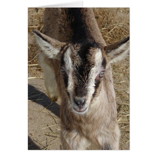 Bunny The Goat Cards (Front)