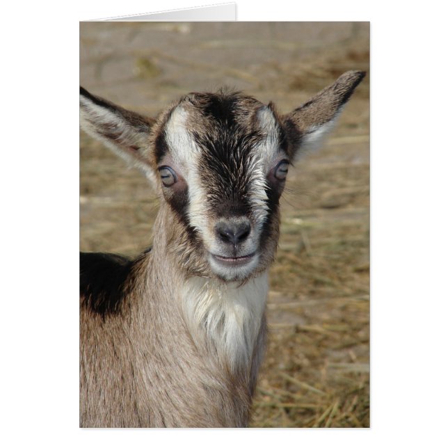 Bunny the Goat Cards (Front)