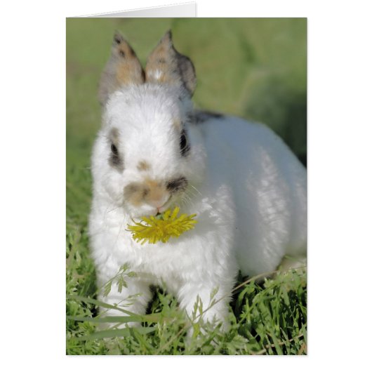 Bunny with Flower Cards (Front)