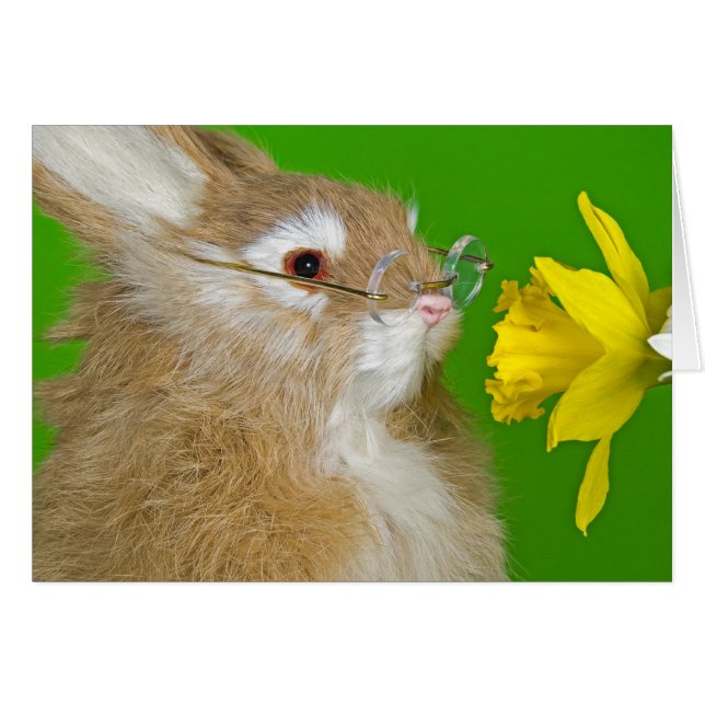 Bunny with spring daffodil cards (Front Horizontal)
