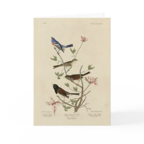 Bunting, Sparrow, Junco, (Finches) Audubon's Birds Card