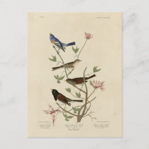 Bunting, Sparrow, Junco, (Finches) Audubon's Birds Postcard