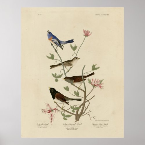 Bunting Sparrow Junco Finches Audubons Birds Poster