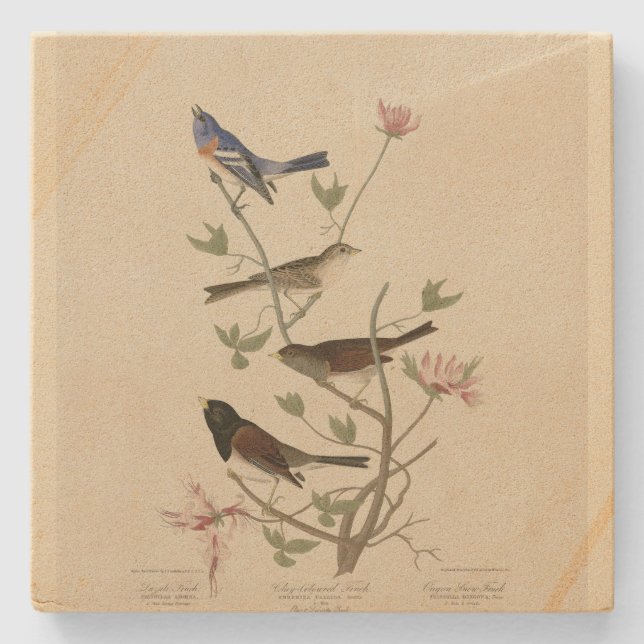 Bunting, Sparrow, Junco, (Finches) Audubon's Birds Stone Coaster (Front)