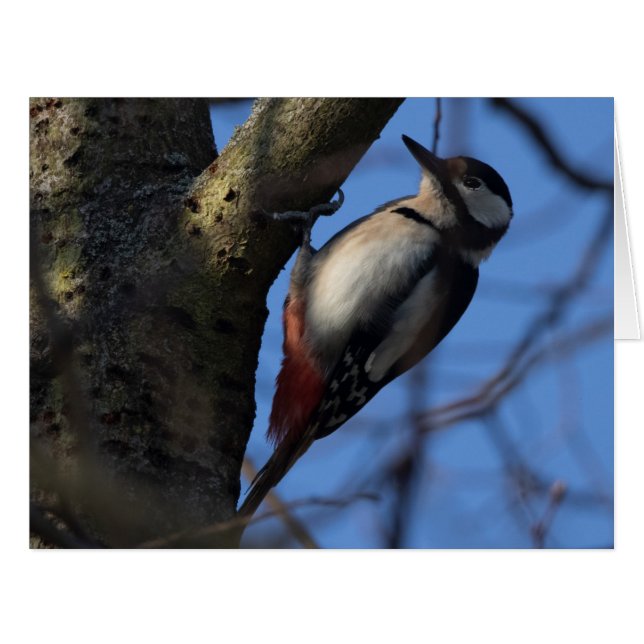 Buntspecht (Front Horizontal)