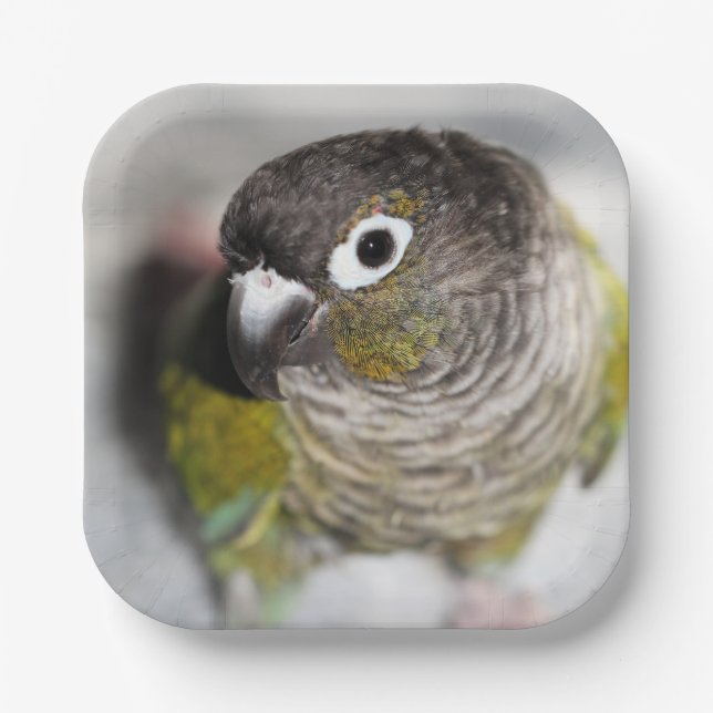 Burbel Paper Plates (Front)