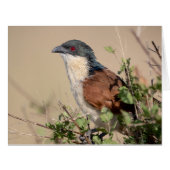 Burchell's Coucal (Front Horizontal)