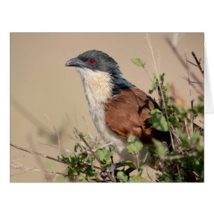 Burchell's Coucal Cards
