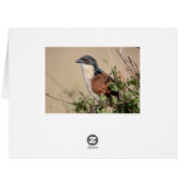 Burchell's Coucal Cards (Back Horizontal)
