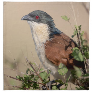 Burchell's Coucal Cloth Napkin