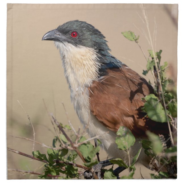 Burchell's Coucal Cloth Napkin (Front)